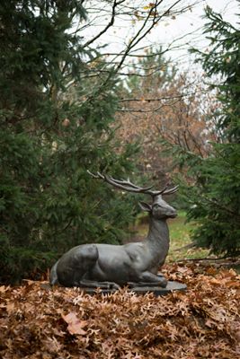 Alpine Iron Stag, Resting