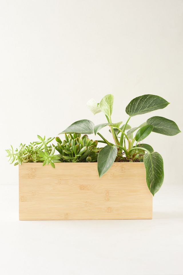 Hydro Planter #1