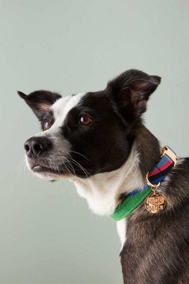 Nice digs sale dog collar