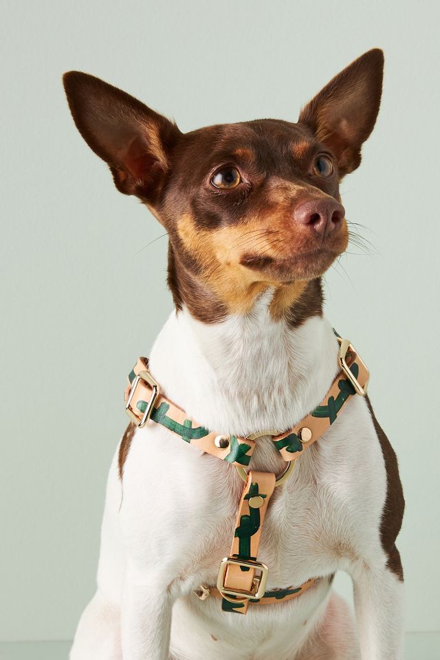 Anthropologie on sale dog leash