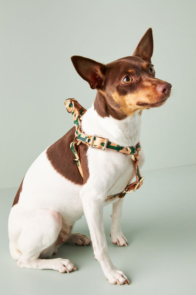 Nice Digs Making Shapes Leather Dog Harness #1