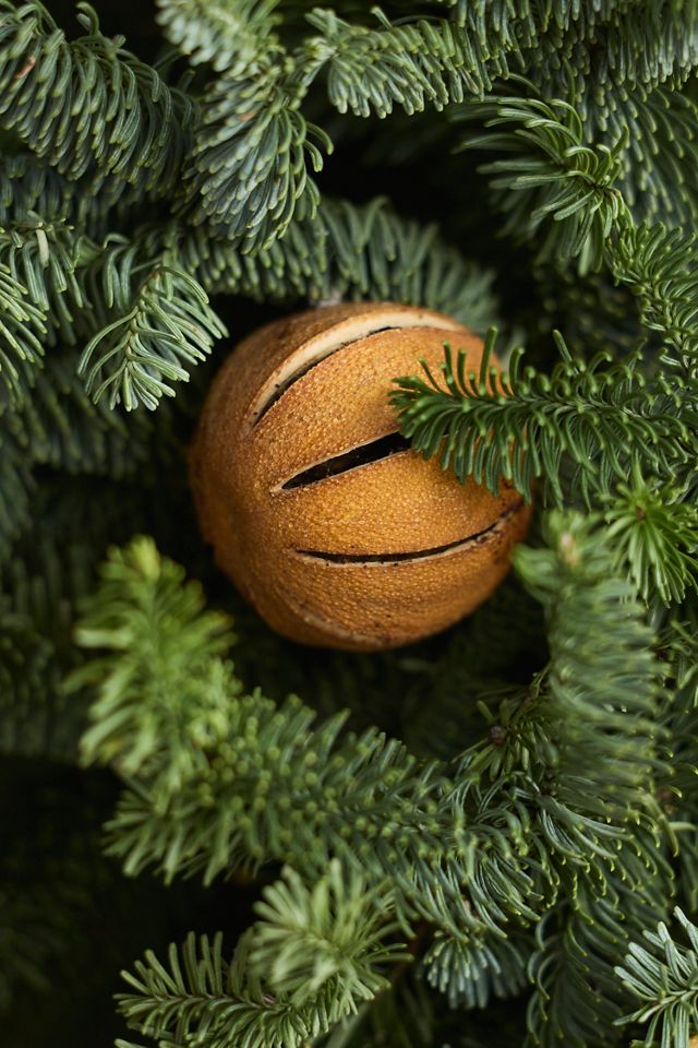 Fresh Evergreen + Dried Citrus Wreath #7