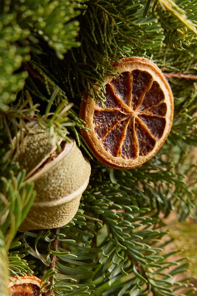 Fresh Evergreen + Dried Citrus Wreath #1