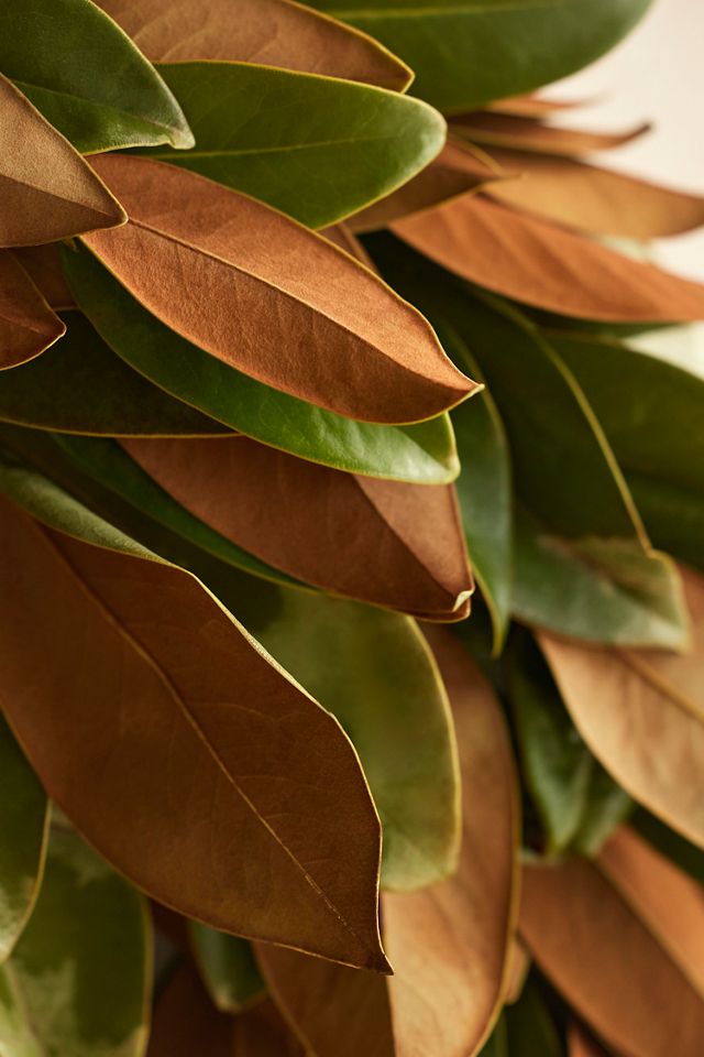Fresh Magnolia Wreath #1