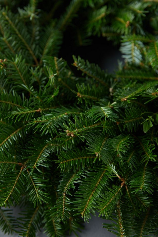 Fresh Fraser Fir Wreath #1