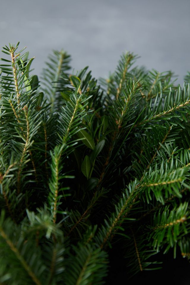 Fresh Fraser Fir Wreath #2