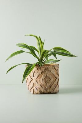Adora Pot