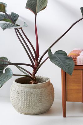 Kemi Pot