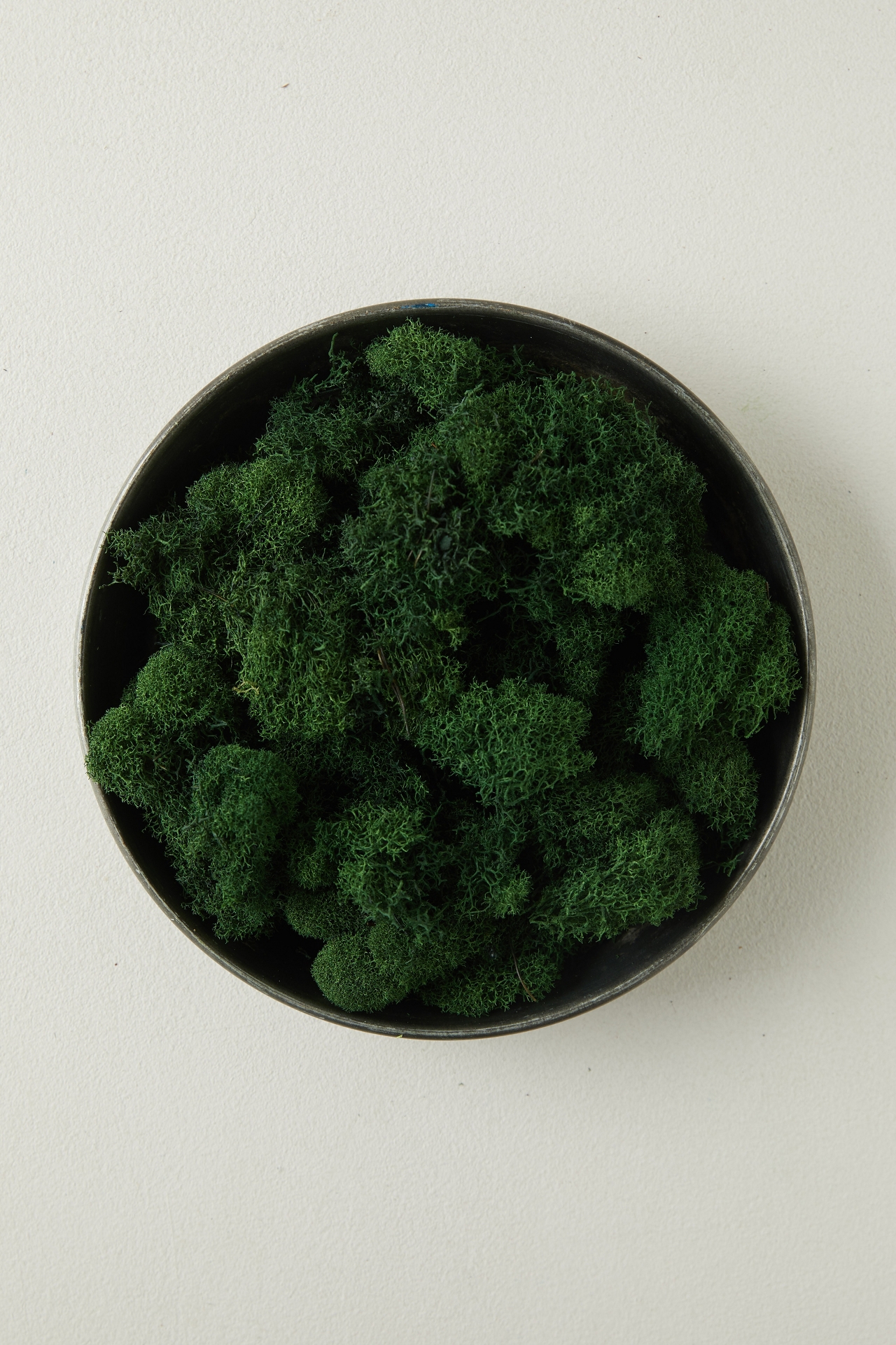 Preserved Green Reindeer Moss, Set of 3