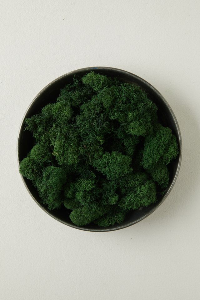 Preserved Green Reindeer Moss, Set of 3 #3