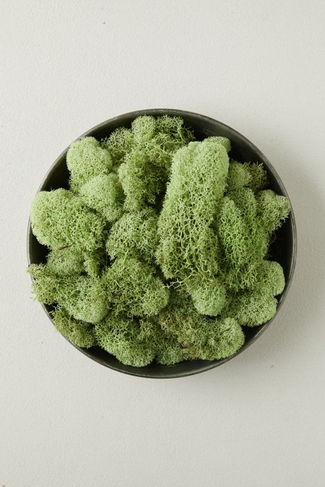 Preserved Green Reindeer Moss, Set of 3 #4