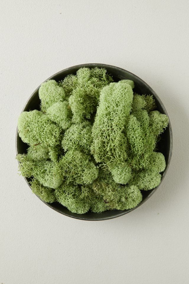 Preserved Green Reindeer Moss, Set of 3