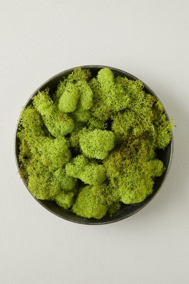 Preserved Green Reindeer Moss, Set of 3 #5