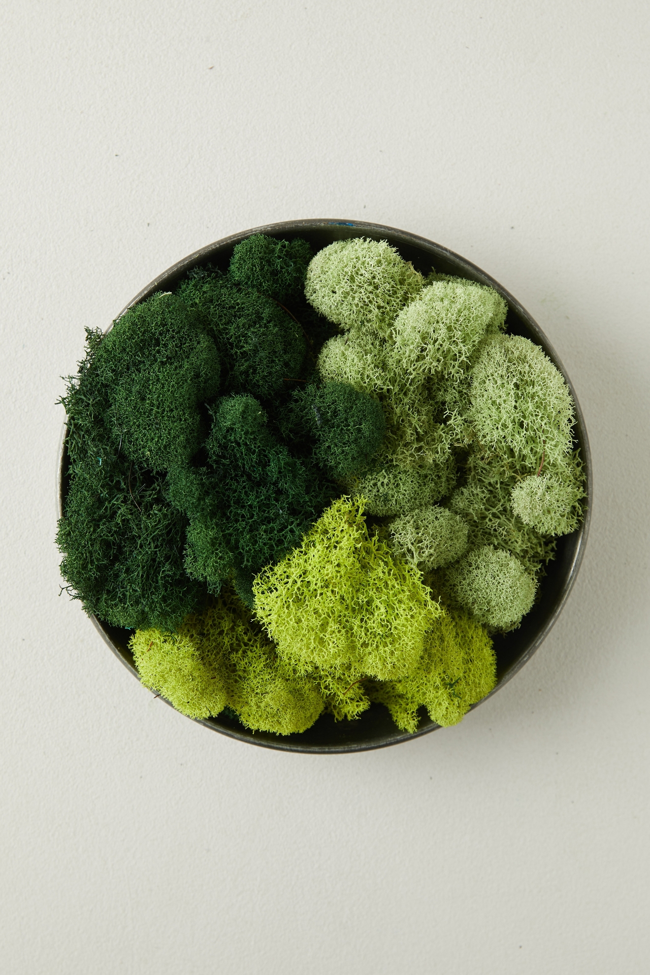 Preserved Green Reindeer Moss, Set of 3