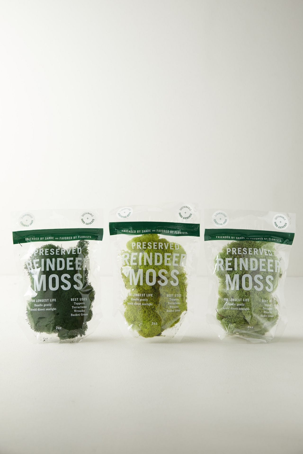 Preserved Green Reindeer Moss, Set of 3