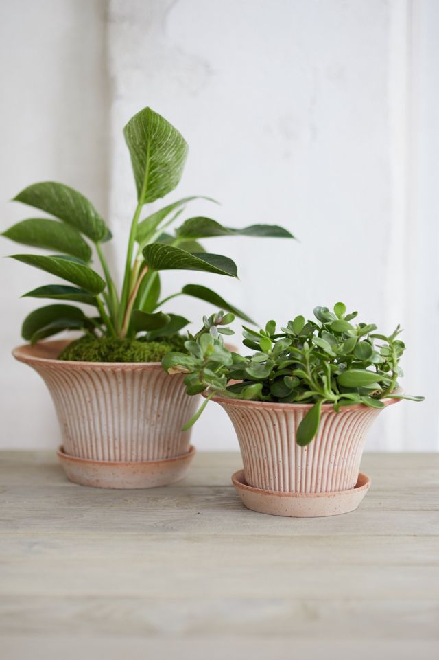 Bergs Fluted Pot + Saucer Set, Natural 12 #2