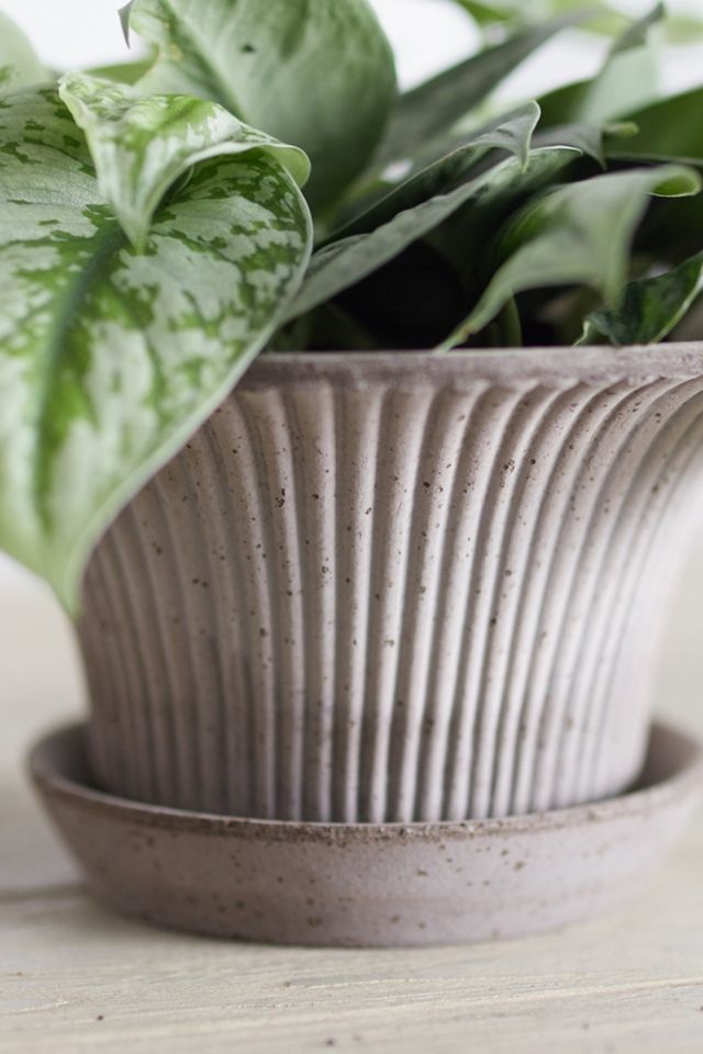 Bergs Daisy Terracotta Pot + Saucer Set #2