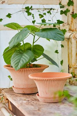 Bergs Daisy Terracotta Pot + Saucer Set