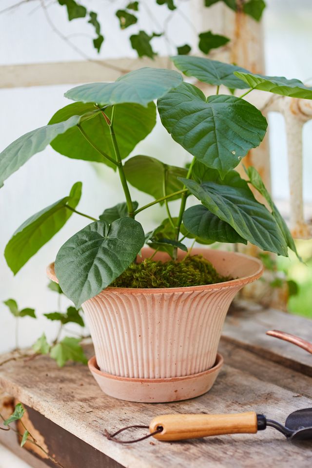 Bergs Daisy Terracotta Pot + Saucer Set #1