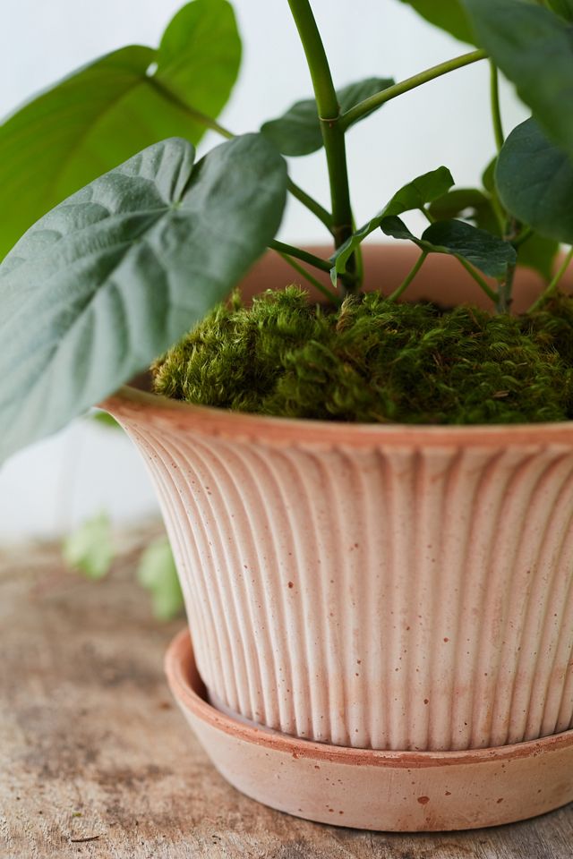 Bergs Daisy Terracotta Pot + Saucer Set #4