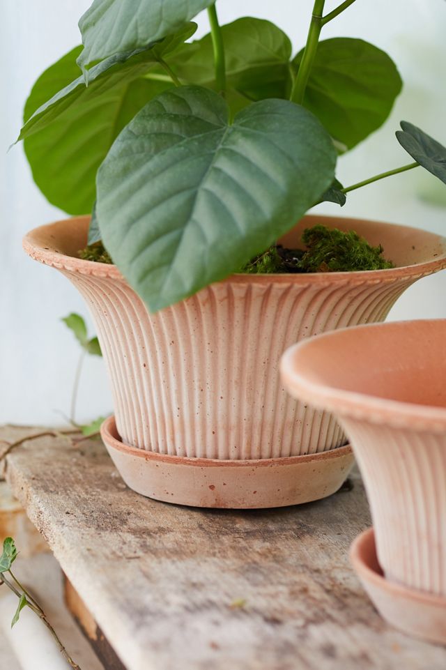 Bergs Daisy Terracotta Pot + Saucer Set #11