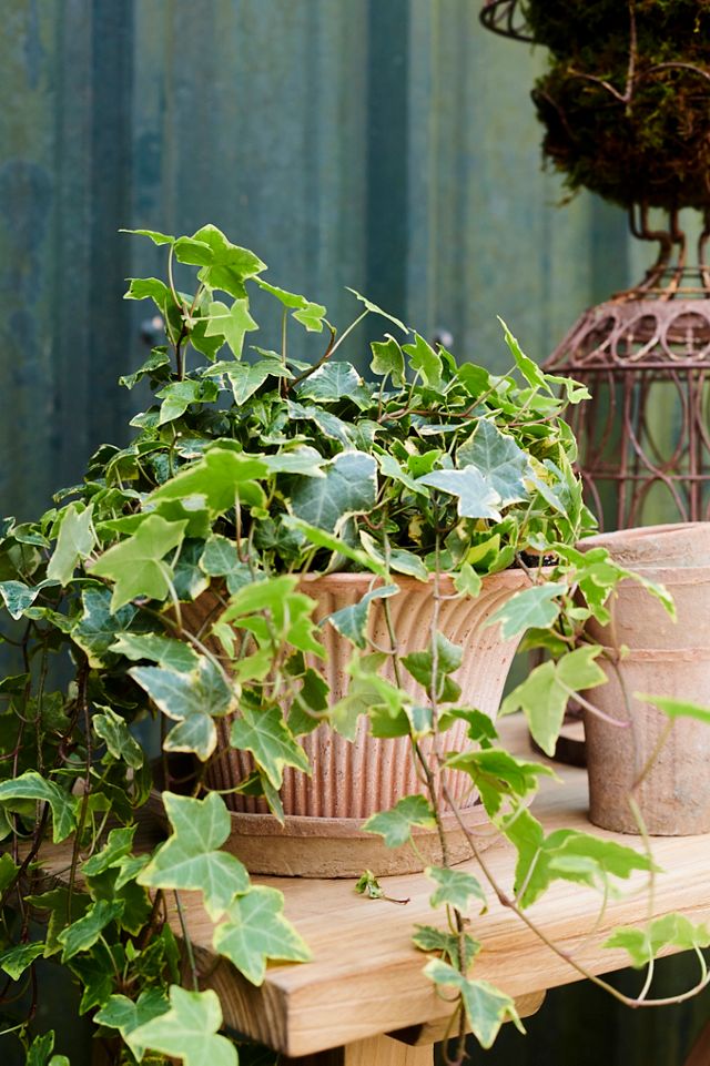 Bergs Daisy Terracotta Pot + Saucer Set #2