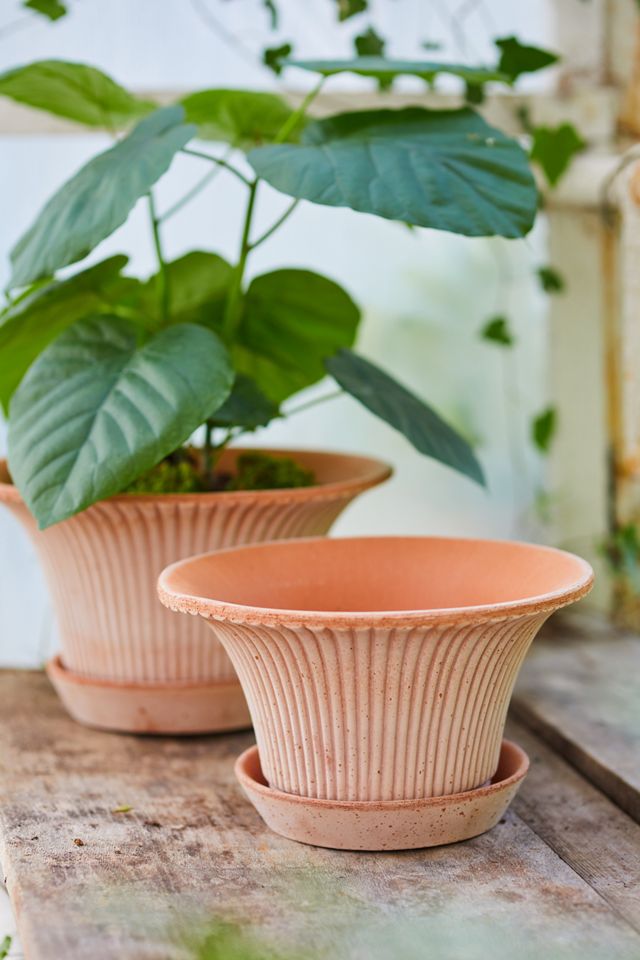 Bergs Daisy Terracotta Pot + Saucer Set #3