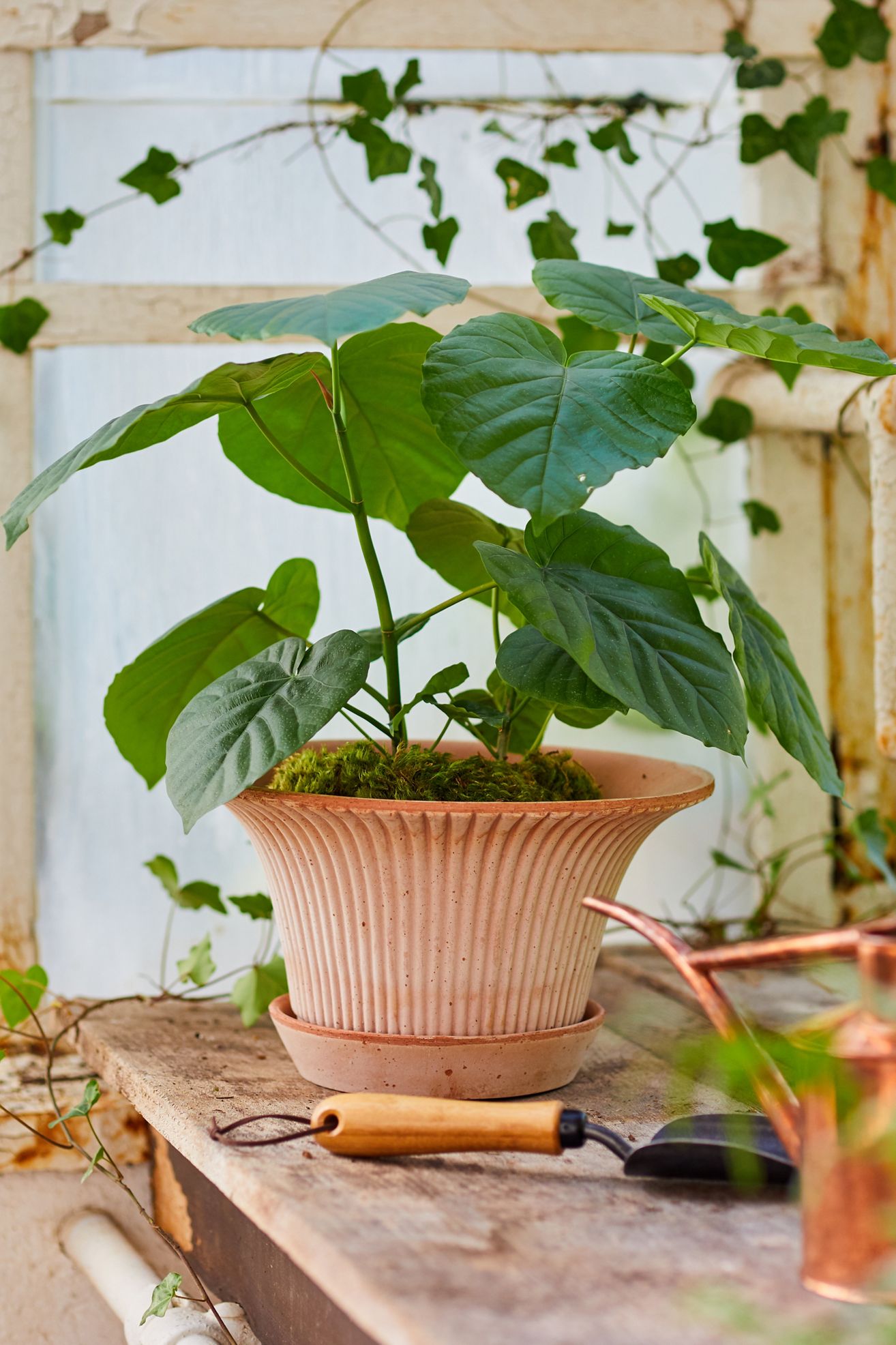 Bergs Daisy Terracotta Pot + Saucer Set - Rose, Standard, 10"