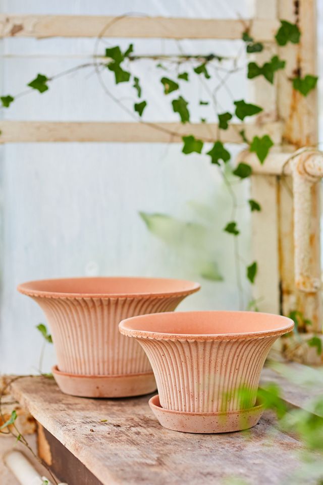 Bergs Daisy Terracotta Pot + Saucer Set #5