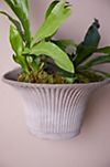 Bergs Fluted Hanging Wall Pot #5