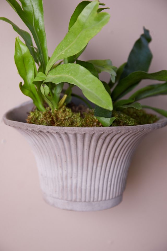 Bergs Daisy Hanging Wall Terracotta Pot #5