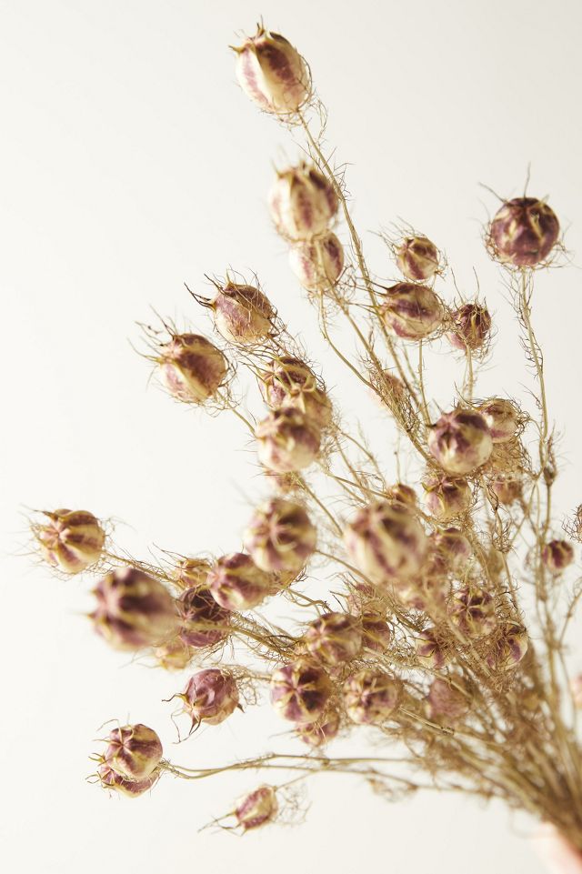 Dried Nigella Bunch #1