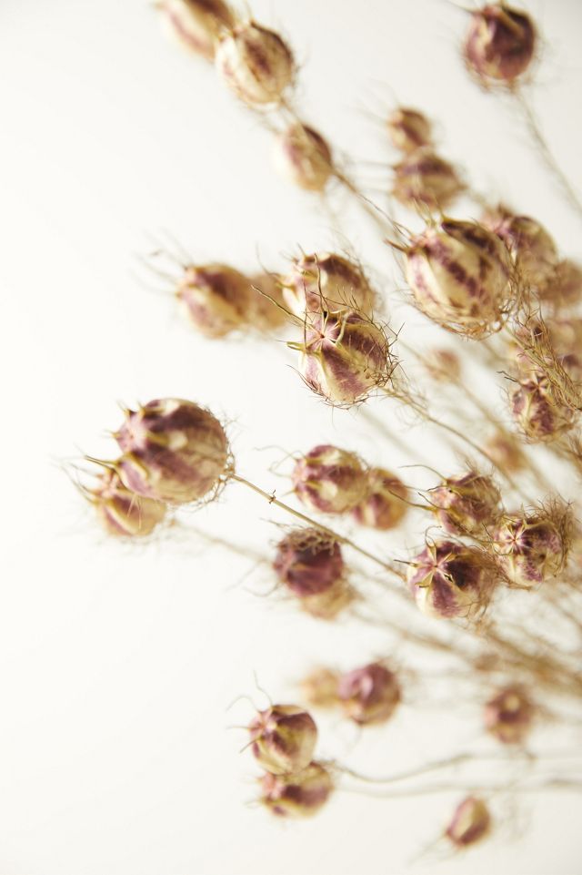 Dried Nigella Bunch #2