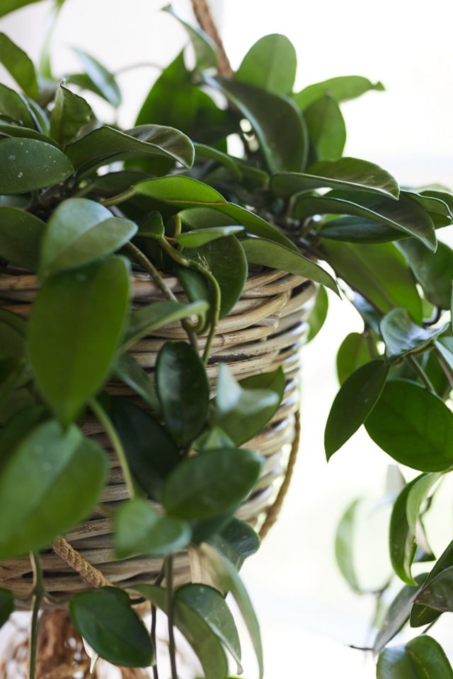 Rattan Hanging Basket Pot, 10 #1