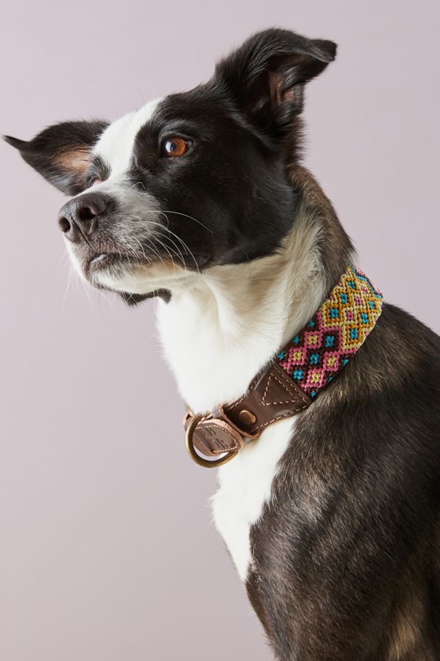 Fenix Dog Collar #2