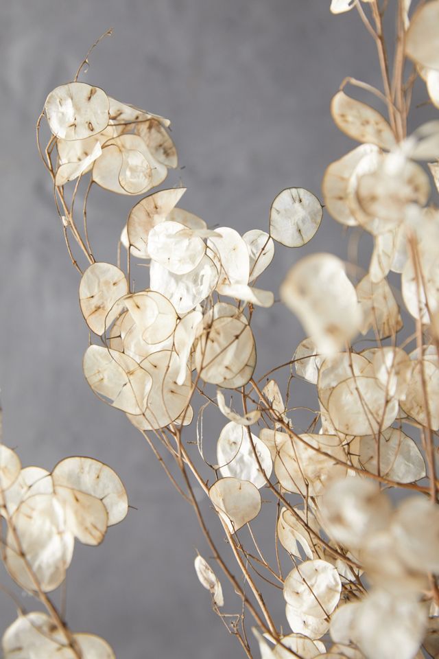 Dried Lunaria Pods Bunch #2