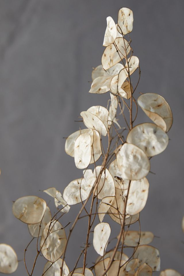 Dried Lunaria Pods Bunch #3