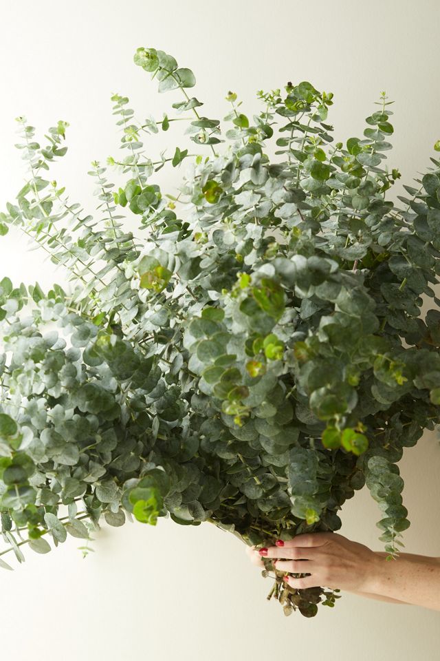 Fresh Eucalyptus pulverulenta Bunch #1