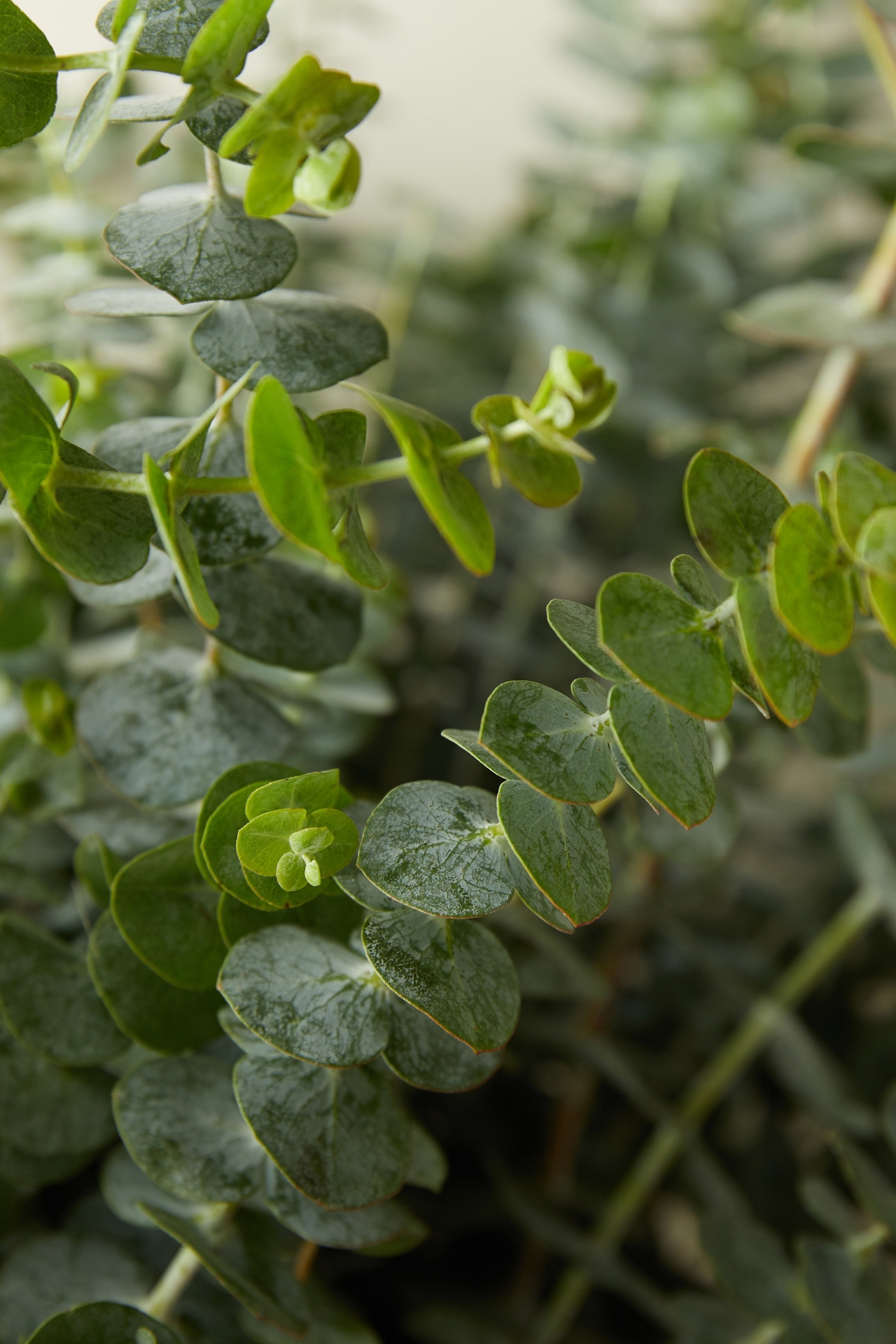 Fresh Eucalyptus pulverulenta Bunch