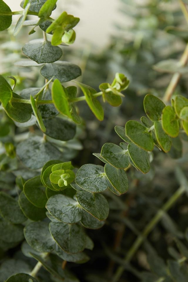 Fresh Eucalyptus pulverulenta Bunch #2