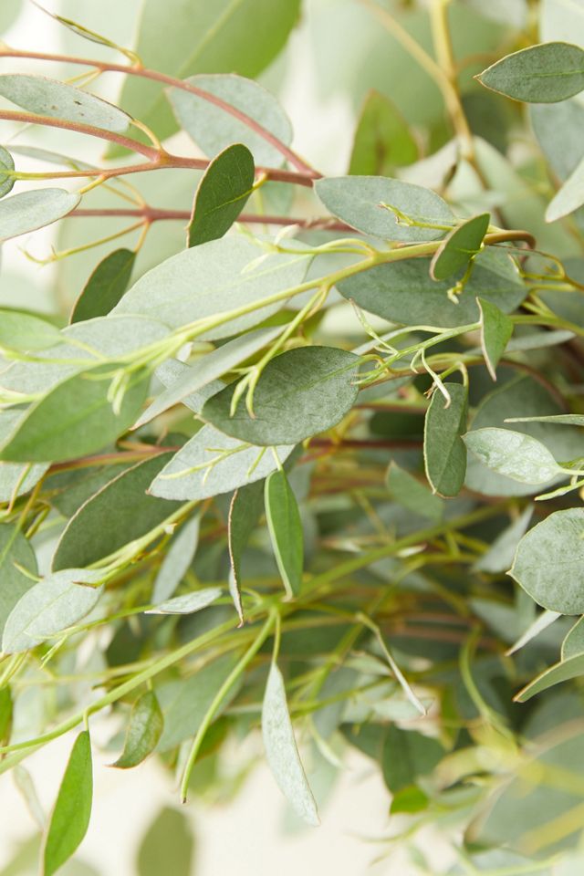 Fresh Assorted Eucalyptus Bunch #3