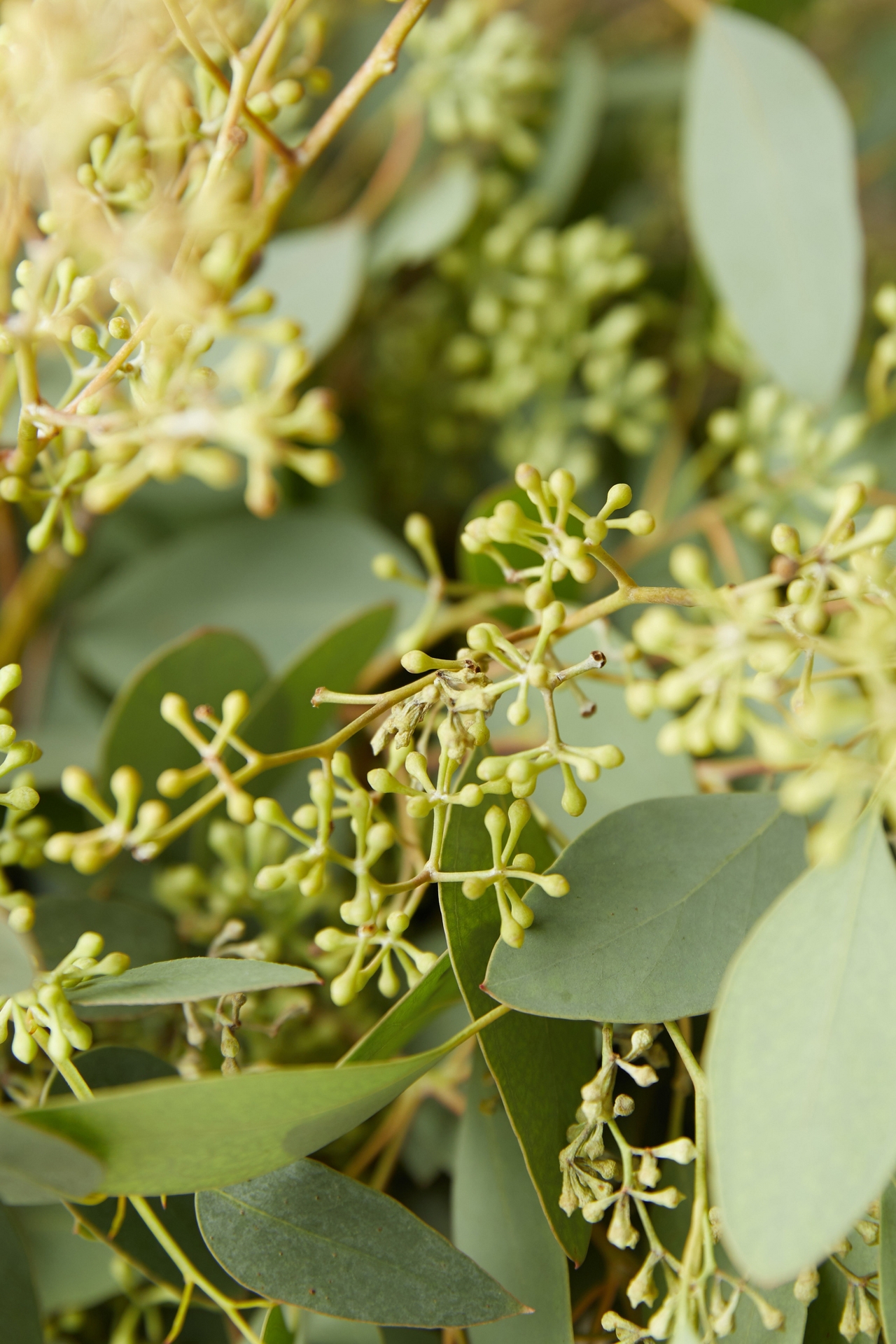 Fresh Assorted Eucalyptus Bunch