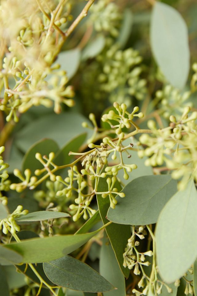 Fresh Assorted Eucalyptus Bunch #2
