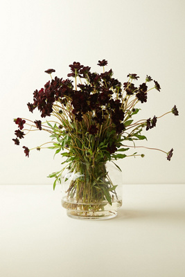 Terrain Fresh Chocolate Cosmos Bunch
