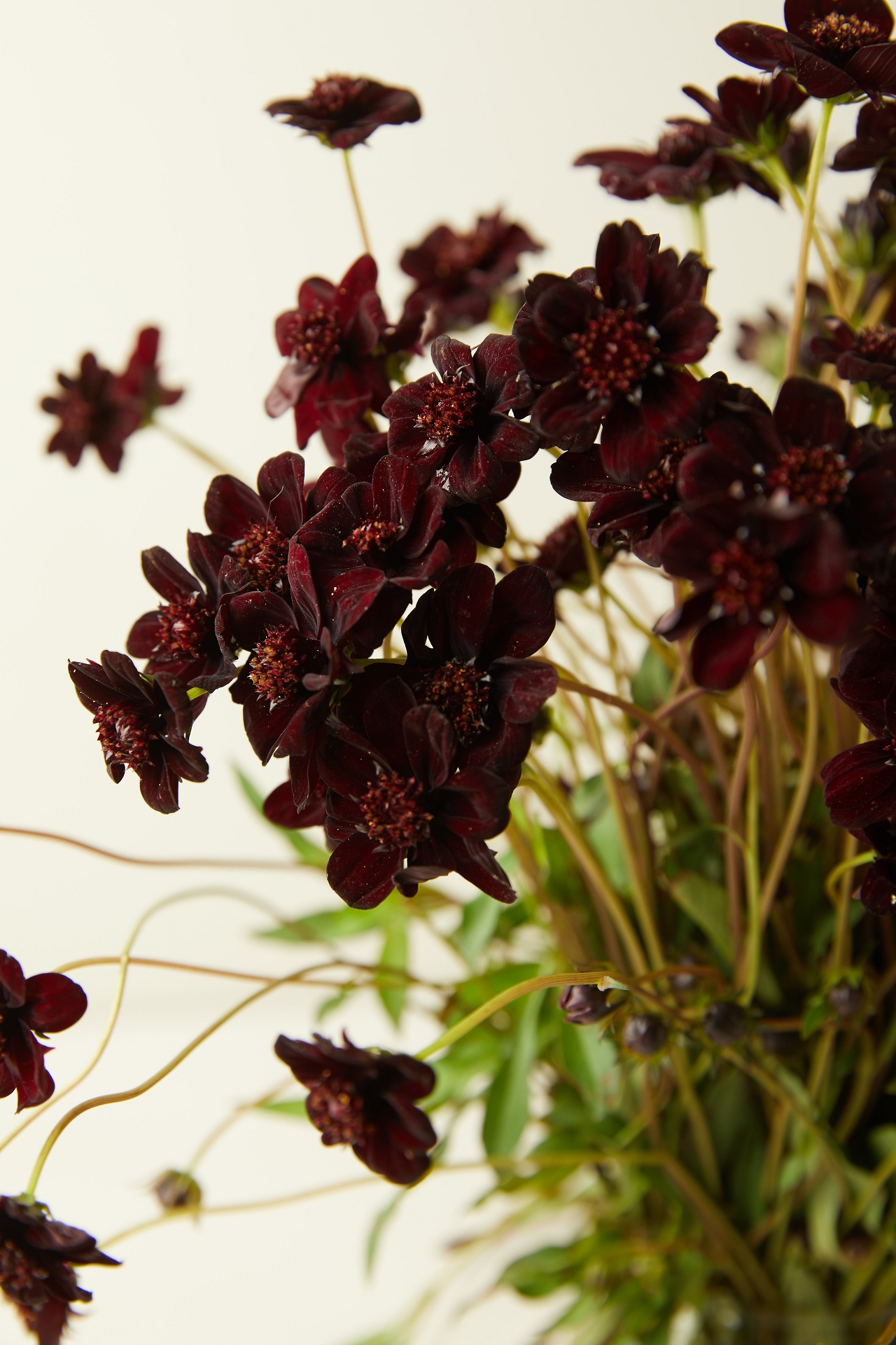 Fresh Chocolate Cosmos Bunch