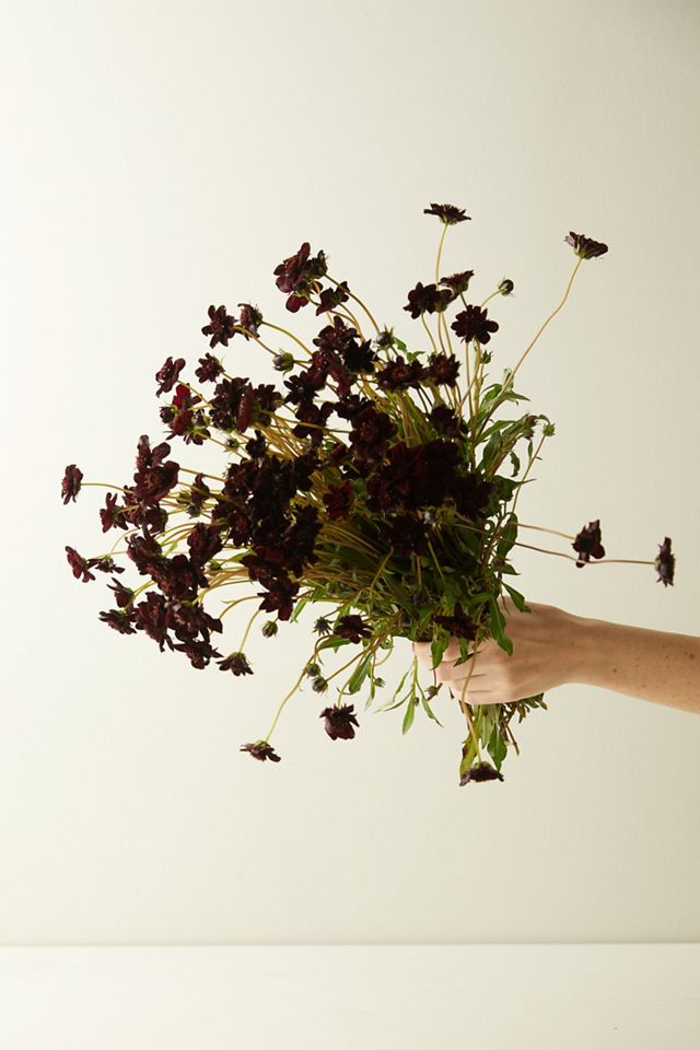 Fresh Chocolate Cosmos Bunch #3