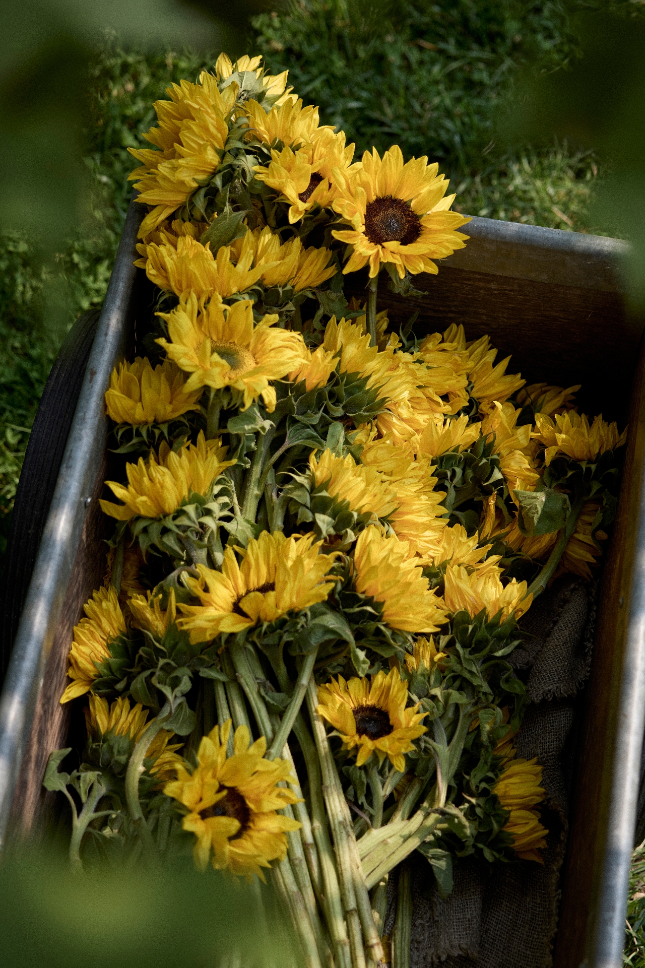 Fresh Sunflower Bunch