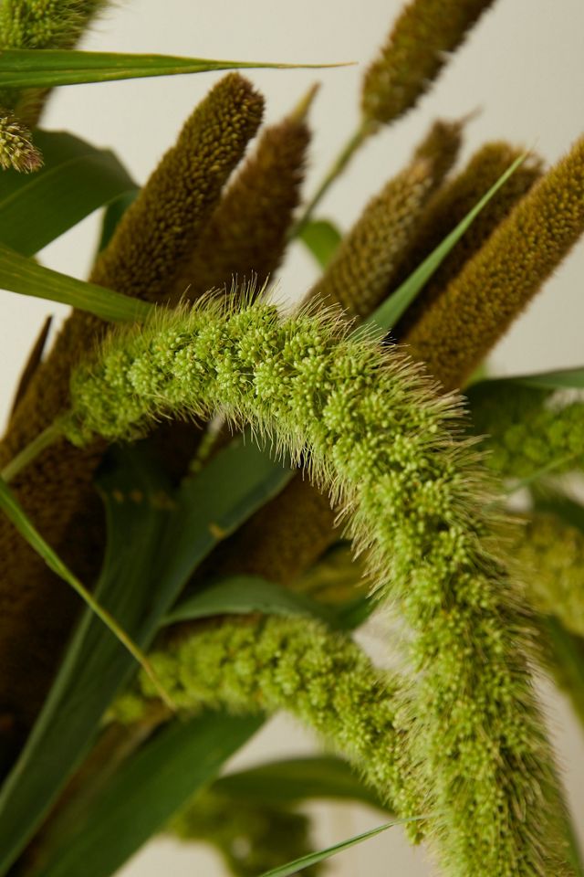 Mixed Millet Bunch | Anthropologie