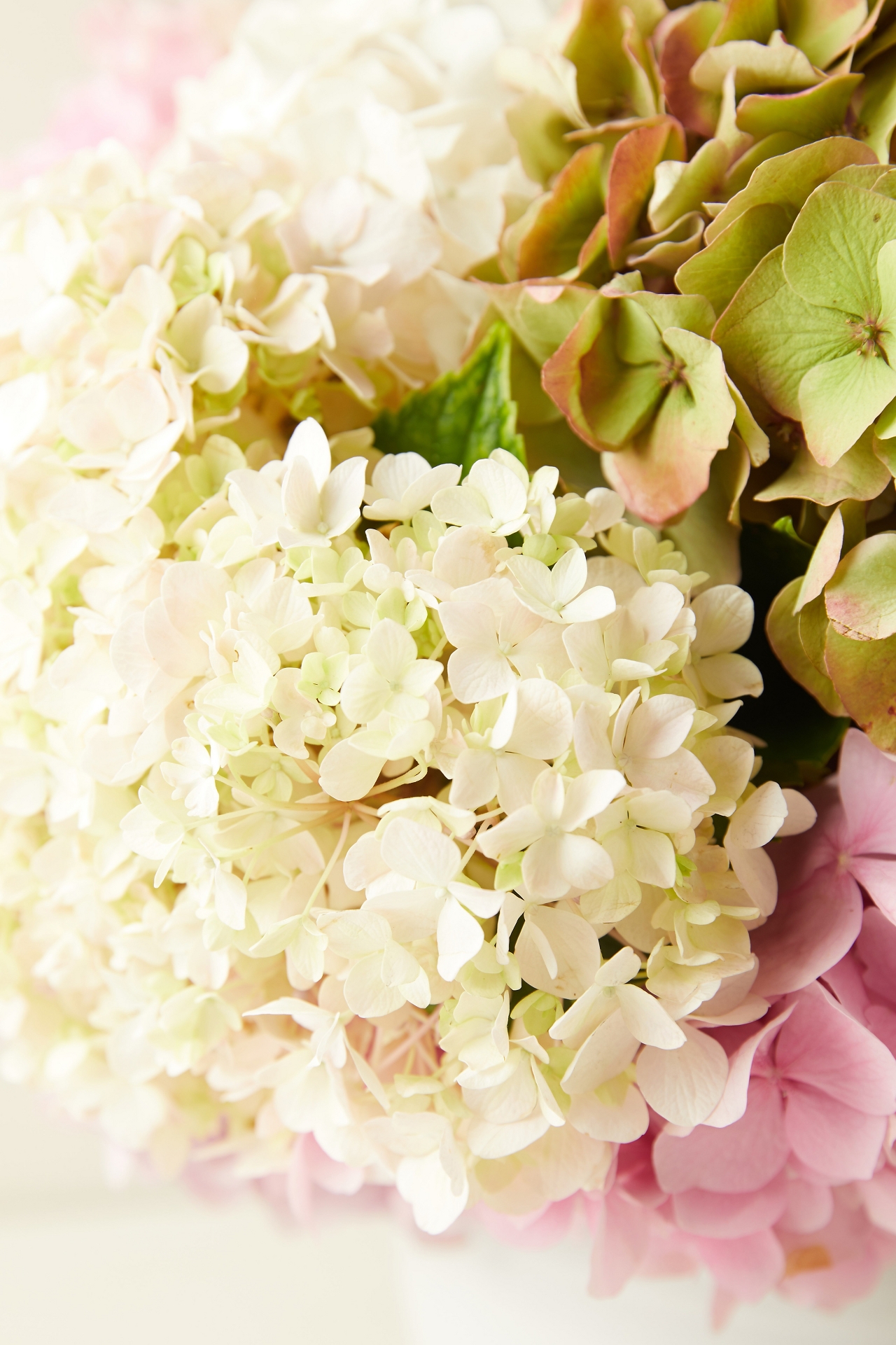 Fresh Hydrangea Bunch