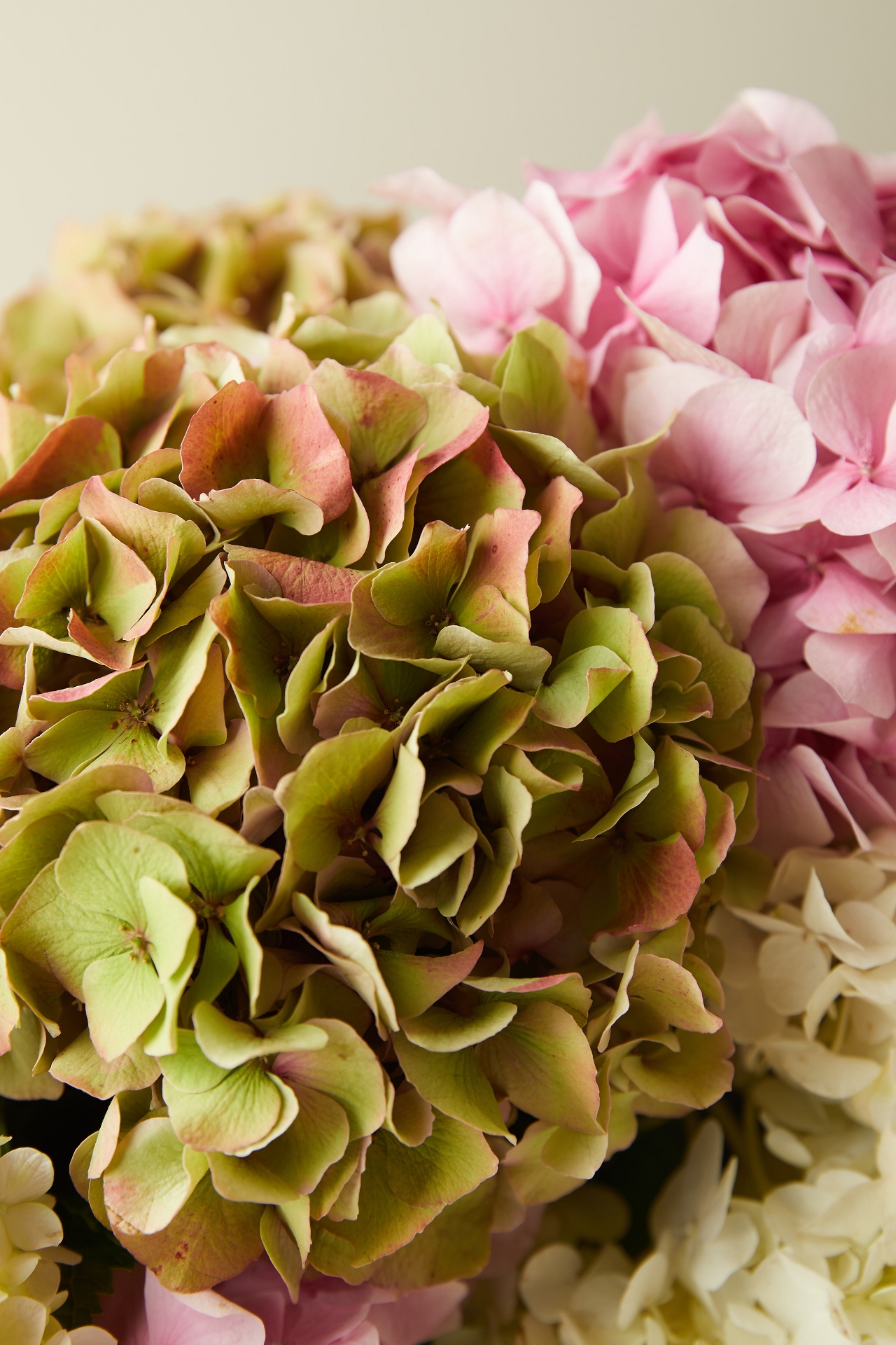 Fresh Hydrangea Bunch